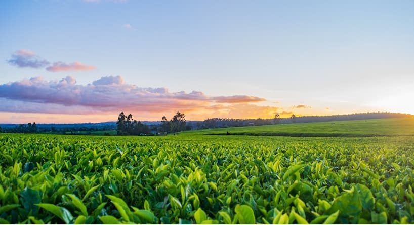 Leveraging API Integration and Automation in the Agricultural Company that Powered Market Linkage