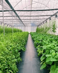 Syngenta Uganda — powering agricultural commerce at national scale