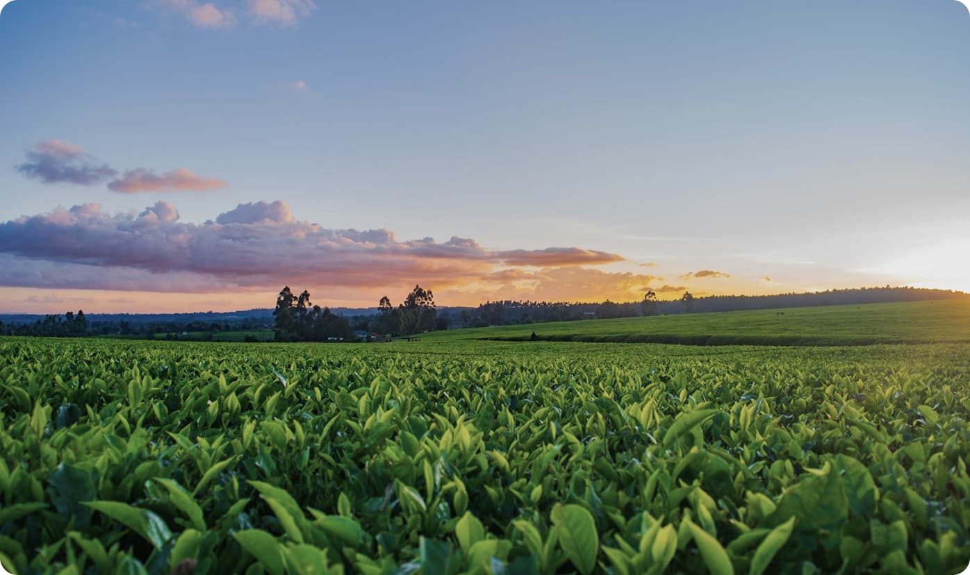 How Data Warehouse Modernisation Enabled Smart Pricing for a National Agro Commodity Distributor